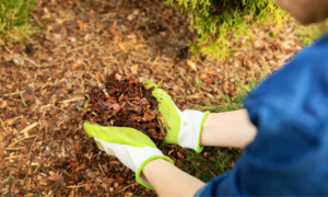 Huntersville’s A Cut Above Landscaping Now Offering Professional Mulch Installation for Homes and Businesses